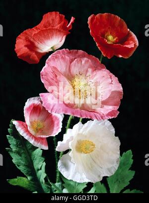 Papaver Rhoeas - Shirley Mohn ANN074175 Stockfoto