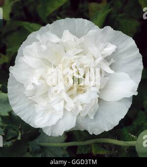 Papaver Somniferum - weiße halbgefüllte ANN077752 Stockfoto