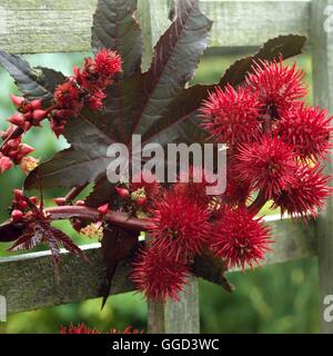 Ricinus Communis - Caster "Impala" Anlage (HDRA - Bio)'' ' ANN079051 Fotos Horticu " Stockfoto