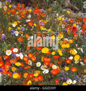Jahrbücher - Mixed - Island-Mohn und Kornblumen - (bitte Kredit: Fotos Hort / The Marney Halle Beratung) ANN096 Stockfoto