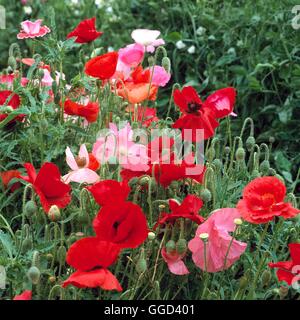 Papaver Rhoeas - "Shirley ausgewählte einzelne gemischte" ANN104001 Stockfoto