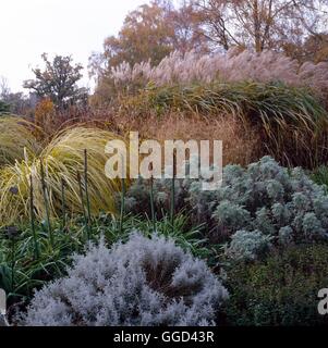 Herbst-Garten - im November (bitte Kredit: Fotos Gartenbau / Bressingham Gardens) AUB079654 Stockfoto