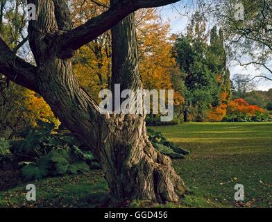 Herbst-Garten - mit Castanea im Vordergrund (bitte Kredit: Fotos Hort/Wisley RHS Garden) obligatorische C AUB110867 Stockfoto