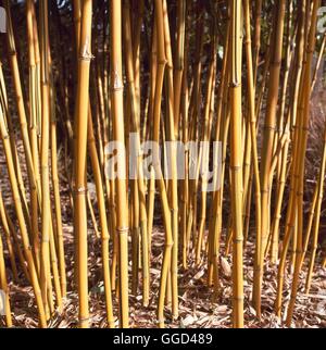 Phyllostachys Aureosulcata - 'Spectabilis' AGM BAM105809 Stockfoto