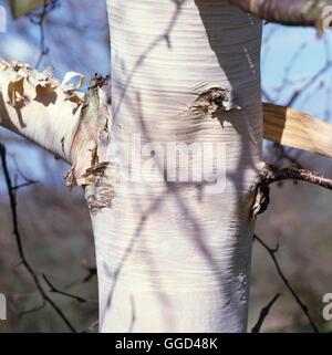 Rinde - Betula Papyrifera Kanu Birke '' Paper Birch'' ' BAR009213 /Pho' Stockfoto