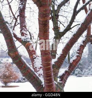 Rinde - Prunus Serrula AGM hervorgehoben durch Schnee BAR054474 Stockfoto