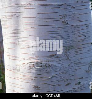 Rinde - Betula Utilis var. Jacquemontii BAR087566 Stockfoto