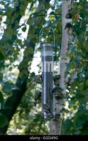 Vogelhaus - mit Spatzen füttern BIR086709 Stockfoto