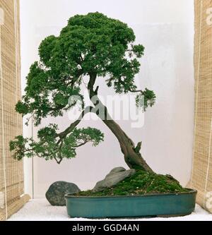 Bonsai - Juniperus Chinensis 80 Jahre + BON061969 Stockfoto