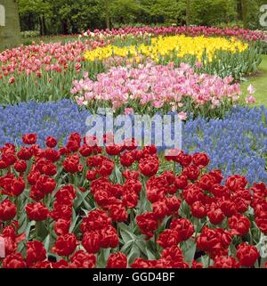 Birne Garten - mit Tulipa 'Dante' im Vordergrund - Gruß-Karten Rechte verkauft 2000 BUG035287 P Stockfoto