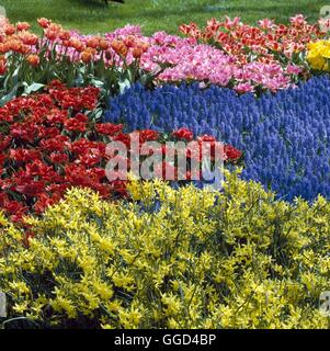 Birne Garten - mit Narzissen "Hawara" Tulpen und Muscari BUG062879 Fotos Horticultur Stockfoto