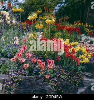 Birne Garten - mit Fritillarias Tulpen Narzissen und Traubenhyazinthen underplanted mit Bratschen BUG066395 Compulso Stockfoto