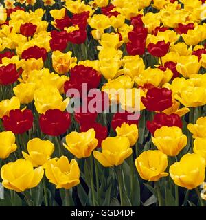 Tulipa - 'Apeldoorn' mit "Golden Apeldoorn" Tulipa (Darwin) BUL005797 /Ph Stockfoto