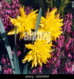 Narcissus - "Rip van Winkle" BUL009493 Stockfoto