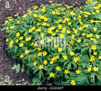 Anemone Ranunculoides AGM.   BUL009869 Stockfoto