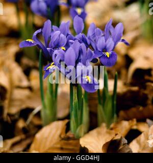 Iris - "Harmony" (Reticulata) BUL018156 Stockfoto