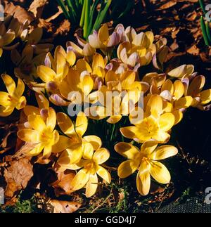 Crocus Chrysanthus - 'Advance' BUL020150 Stockfoto