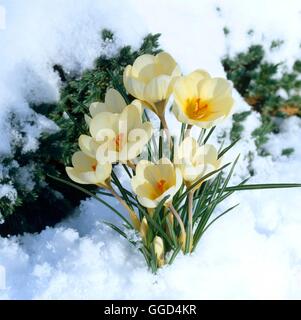 Crocus Chrysanthus - 'Cream Beauty' AGM BUL031325 Stockfoto