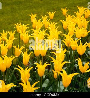 Tulipa - "West Point" AGM (Lily-geblüht) BUL035303 Stockfoto