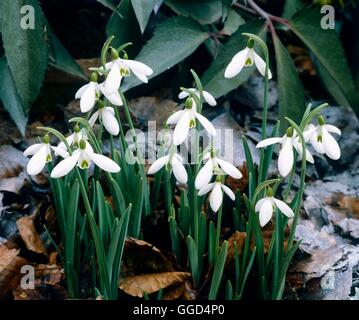 Galanthus - 'Atkinsii' AGM BUL040559 Stockfoto