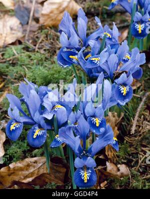 Iris - "Harmony" (Reticulata) BUL040912 Stockfoto