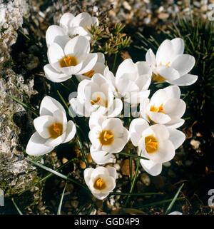 Crocus Chrysanthus - 'Ard Schenk' BUL041180 Stockfoto