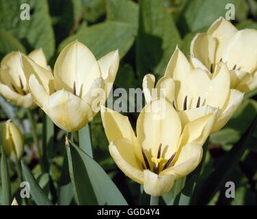 Tulipa - 'Purissima' AGM - (Fosteriana) BUL049842 Stockfoto