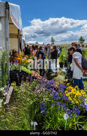 Personen an Blume zeigt RHS Hyde Hall Stockfoto