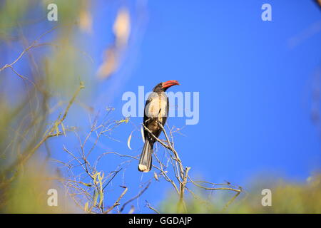 Gekrönte Toko (Tockus Alboterminatus) in Uganda Stockfoto