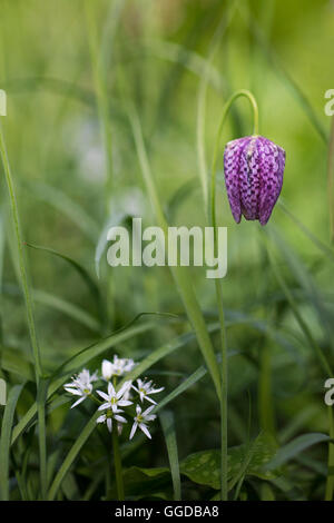 Schlange den Kopf Fritillary / Schach Blume / Guinea Blume (Fritillaria Meleagris) Stockfoto