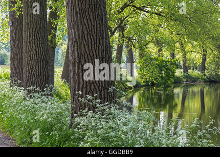 Kuh-Petersilie / wilder Kerbel (Anthriscus Sylvestris) in Blüte Flussufer im Frühjahr Stockfoto