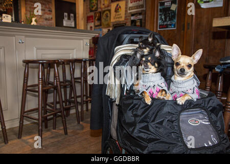 Drei süße Chihuahuas in Tasche Hund Kleidung im pub Stockfoto