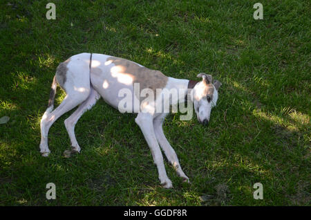 Galgo Hund entspannt auf dem Rasen an einem warmen Sommertag. Stockfoto