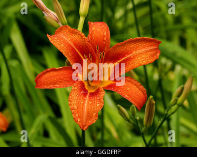 Wassertropfen auf einzelne Orange Feuer Lilien im Kalemegdan Festung Belgrad Serbien Stockfoto