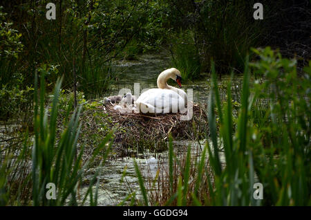 Ein Schwan legt auf ein Nest in einem Waldsee mit kleinen Entenküken an ihrer Seite. Der Schwan sieht der Fotograf sorgfältig. Stockfoto