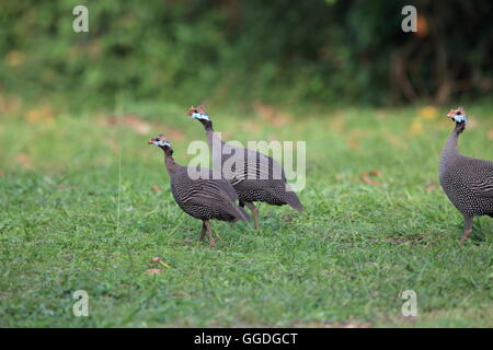 Behelmte Perlhühner (Numida Meleagris) in Uganda Stockfoto