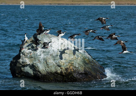 Südamerika, Chile, Magallanes, Antártica, Tierra Del Fuego, Porvenir, Rock Shag, Phalacrocorax Magellanicus, Magellan Stockfoto