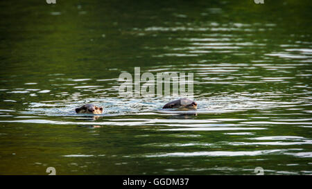 Glatt beschichtet Otter in Bardia Nationalpark, Nepal; Specie Lutrogale Perspicillata Familie Mustelidae Stockfoto