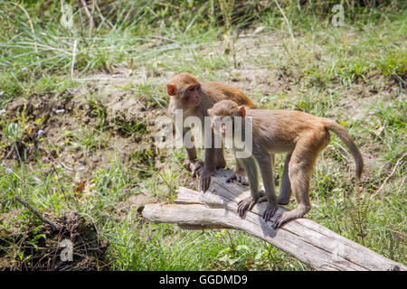 Rhesusfaktor Macaque Bardia Nationalpark, Nepal; Specie Macaca Mulatta Familie Cercopithecidae Stockfoto