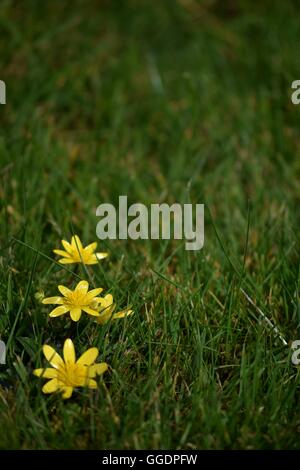 Trio der ranunkeln in einem grünen Feld an einem Sommertag mit Platz für Text Stockfoto