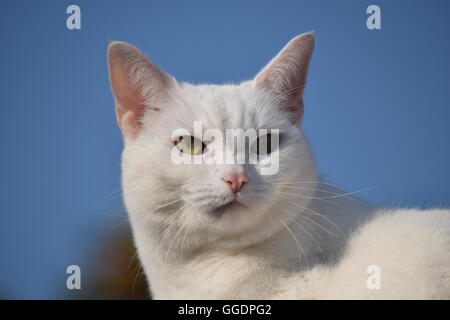 Weiße Katze gegen blauen Himmel Stockfoto