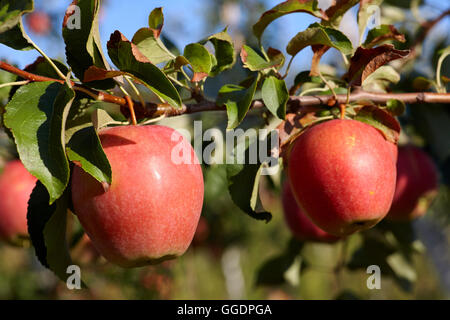 Rote reife Äpfel auf dem Baum, Nahaufnahme Stockfoto