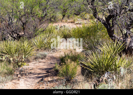 Die Arizona-Trail vorbei Mesquite Bäume, Yucca und Kreosot auf dem Weg zum Rincon Mountains. Rincon Valley, Arizona Stockfoto