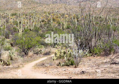 Die Arizona-Trail wicklung in einem Wald von Saguaro-Kaktus und Ocotillo in Richtung Mica Mountain. Saguaro-Nationalpark, Arizona Stockfoto