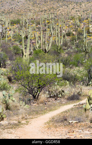 Die Arizona-Trail wicklung in einem Wald von Saguaro-Kaktus und Ocotillo in Richtung Mica Mountain. Saguaro-Nationalpark, Arizona Stockfoto