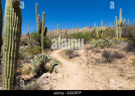 Die Arizona-Trail schlängelt sich durch einen Wald von Saguaro Kakteen und Sonora-Wüste Vegetation. Saguaro-Nationalpark, Arizona Stockfoto