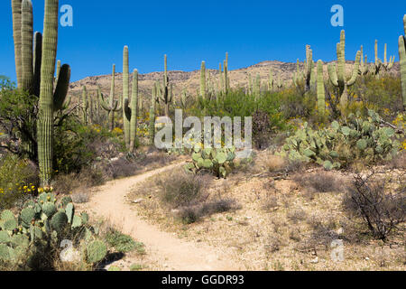 Die Arizona-Trail schlängelt sich durch einen Wald von Saguaro Kakteen und Sonora-Wüste Vegetation. Saguaro-Nationalpark, Arizona Stockfoto