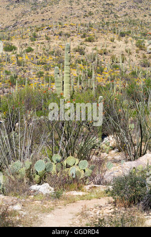 Die Arizona-Trail wicklung in einem Wald von Saguaro-Kaktus und Ocotillo in Richtung Mica Mountain. Saguaro-Nationalpark, Arizona Stockfoto