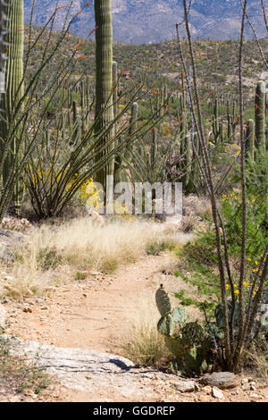 Die Arizona-Trail wicklung in einem Wald von Saguaro-Kaktus und Ocotillo in Richtung Mica Mountain. Saguaro-Nationalpark, Arizona Stockfoto