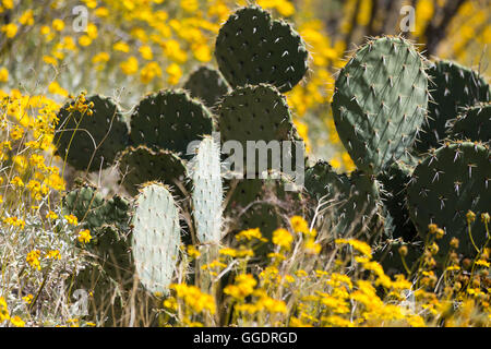 Ein Feigenkaktus unter Brittlebrush Wildblumen wachsen. Saguaro-Nationalpark, Arizona Stockfoto